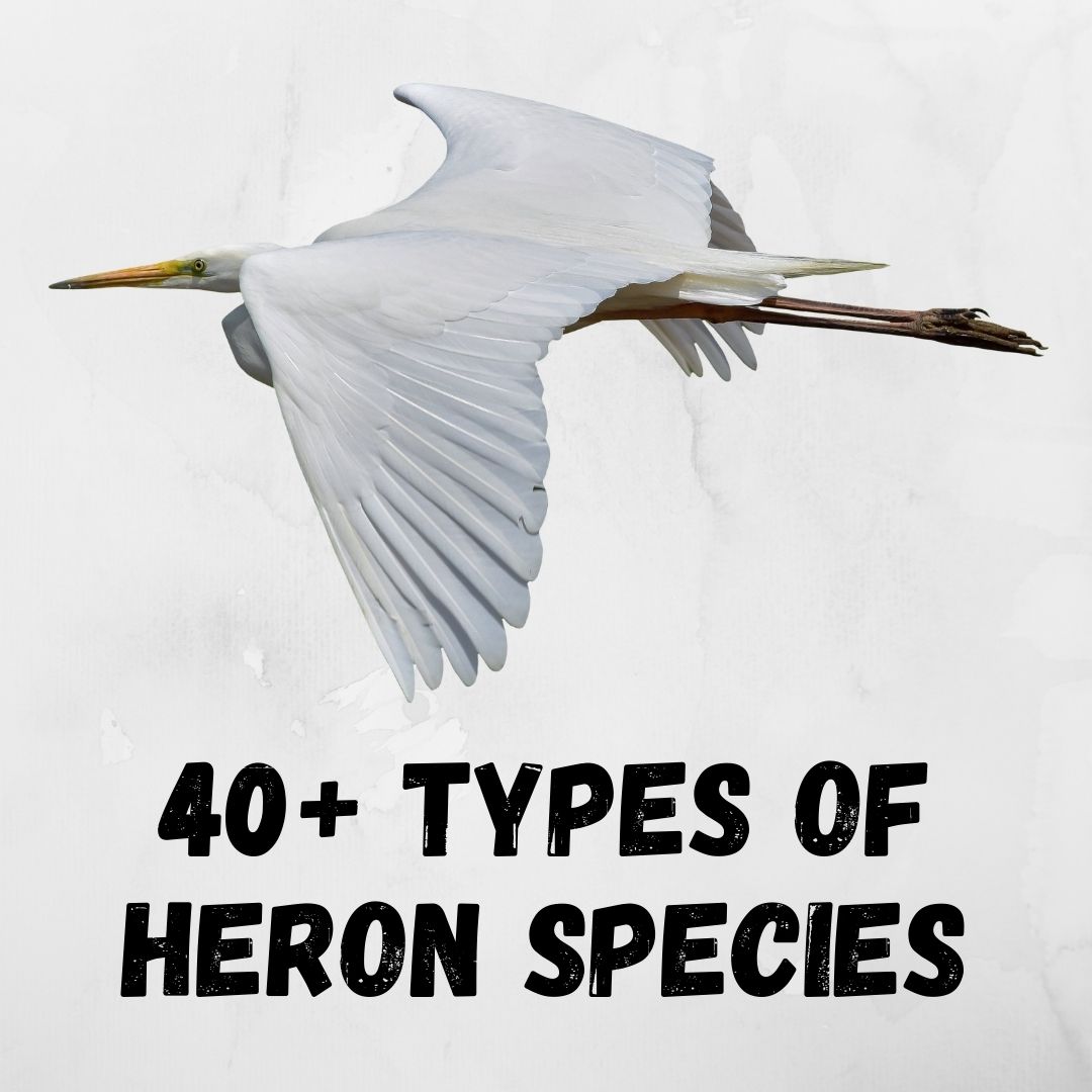 51 Types of Heron Species