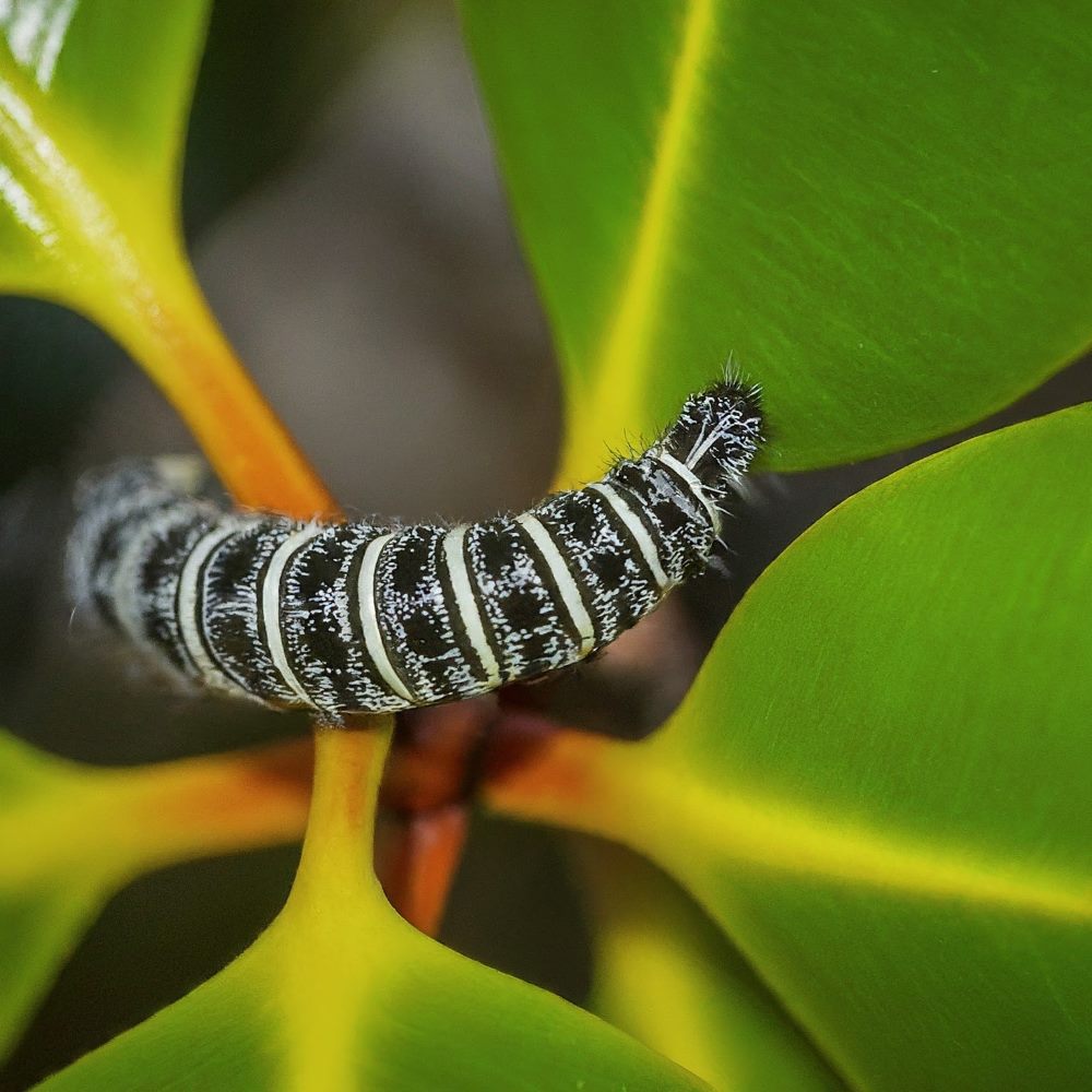 West Indian Mangrove Buckeye Caterpillar