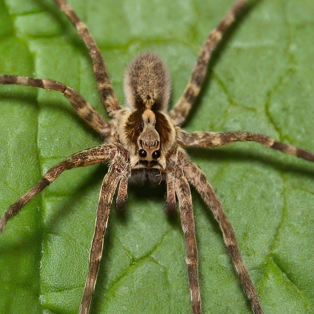 Wolf Spiders (Lycosidae family)