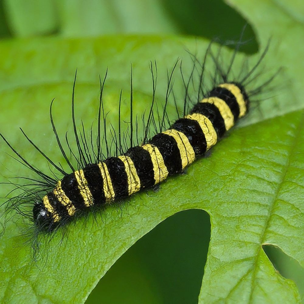 Wood Tiger Caterpillar