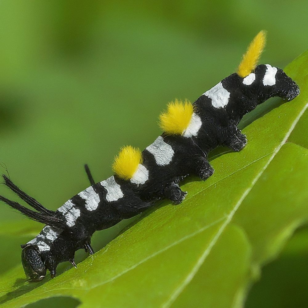 Yellow-winged Pareuchaetes Moth