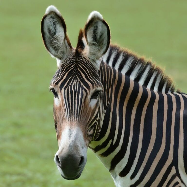 Zebrass 25 Unusual Hybrid Animals That Exists! (With Pictures)