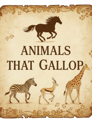 list of animals that gallop