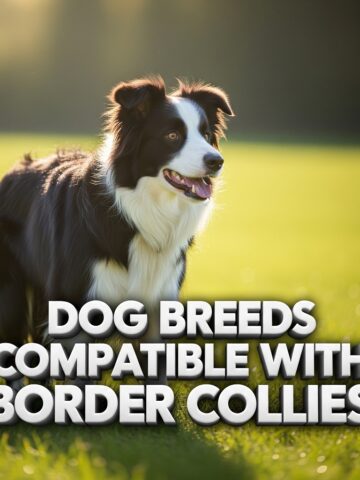 10 Companion Dog Breeds Compatible with Border Collies