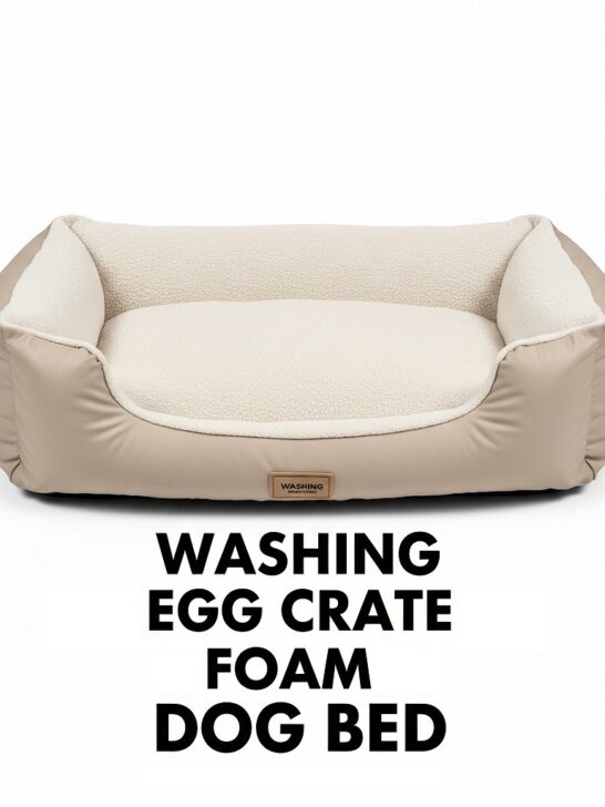 Can You Wash Egg Crate Foam Dog Bed? 101 Tips
