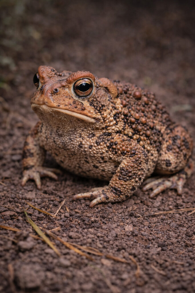 American Toad (Anaxyrus americanus)