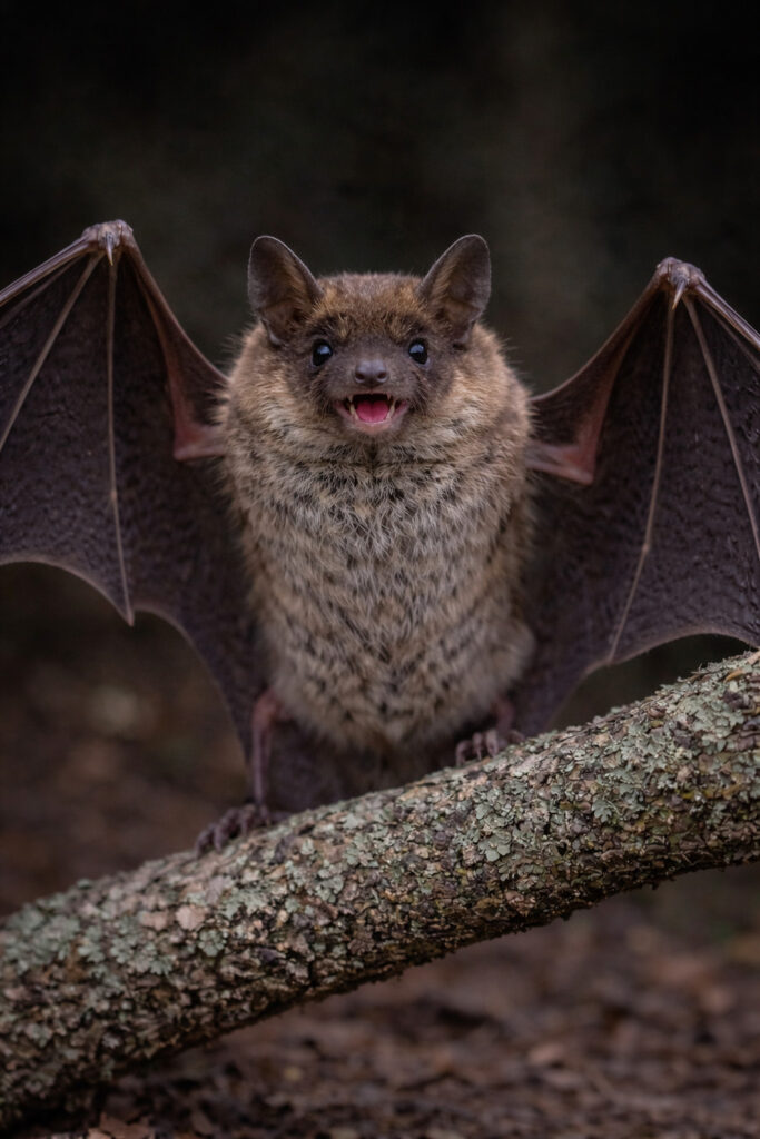 Big Brown Bat (Eptesicus fuscus)