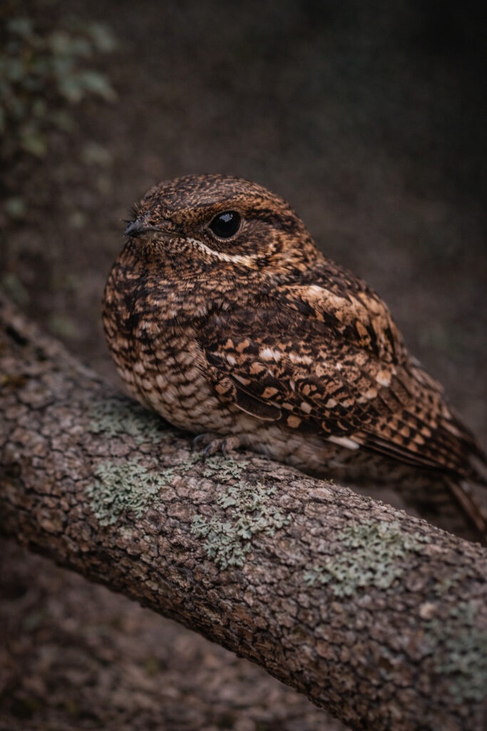 Chuck-will’s-widow (Antrostomus carolinensis)