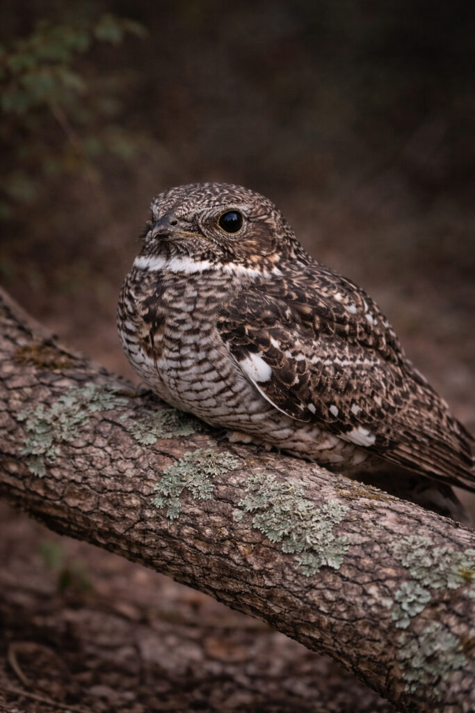 Common Nighthawk (Chordeiles minor)