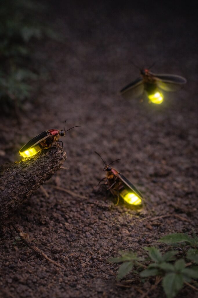 Fireflies / Lightning Bugs (Family Lampyridae)
