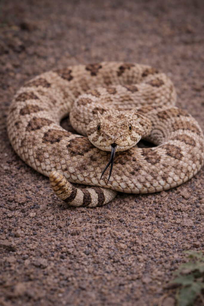 Sidewinder (Crotalus cerastes)