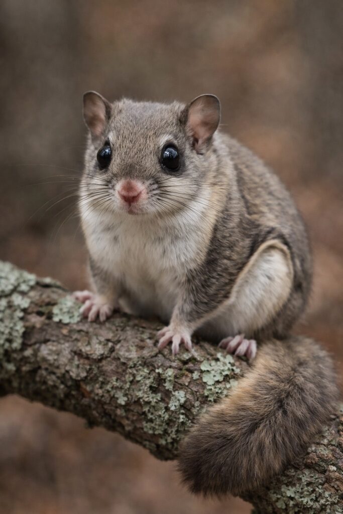 Southern Flying Squirrel (Glaucomys volans)