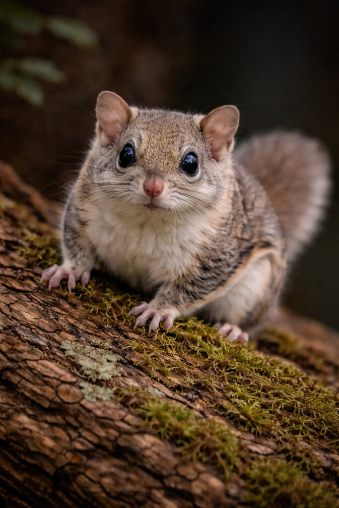Northern Flying Squirrel (Glaucomys sabrinus)