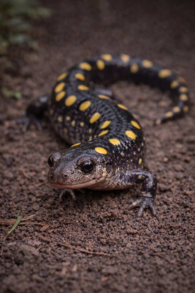 Spotted Salamander (Ambystoma maculatum)