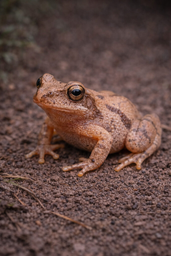 Spring Peeper (Pseudacris crucifer)