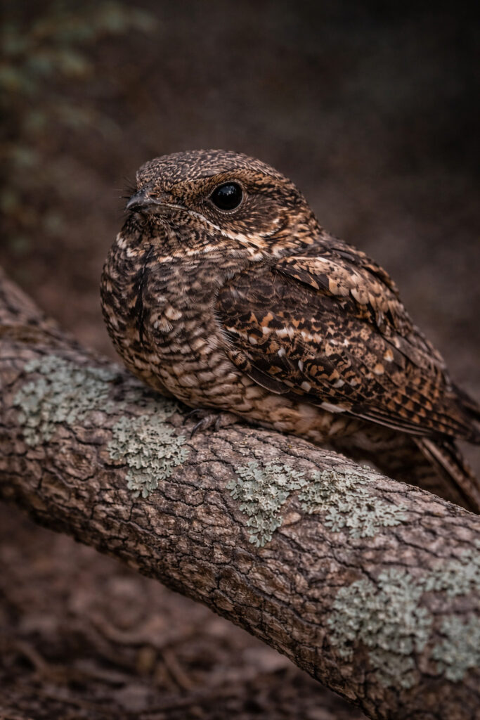 Whip-poor-will (Antrostomus vociferus)