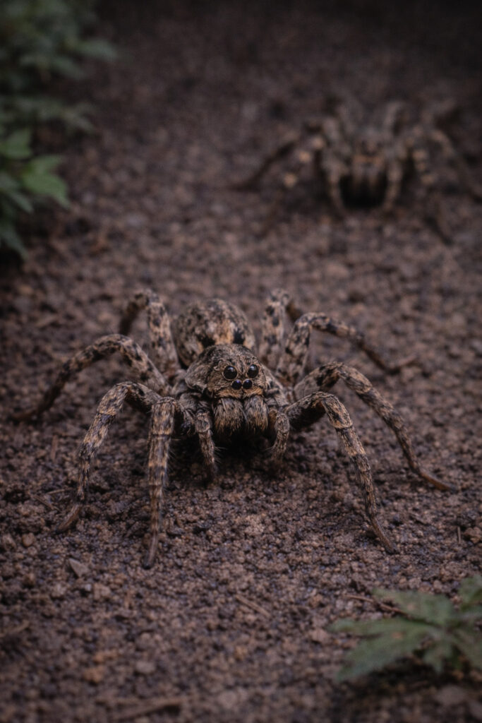 Wolf Spiders (Family Lycosidae)