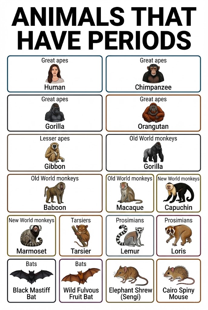 Animals That Menstruate and Have Periods