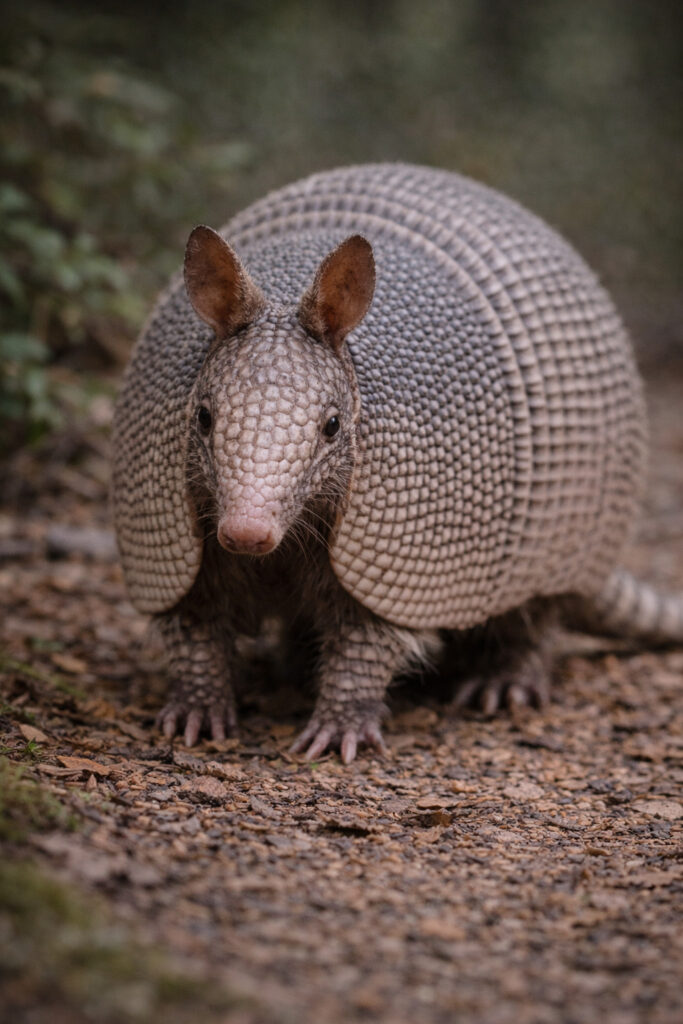 Nine-banded Armadillo (Dasypus novemcinctus)