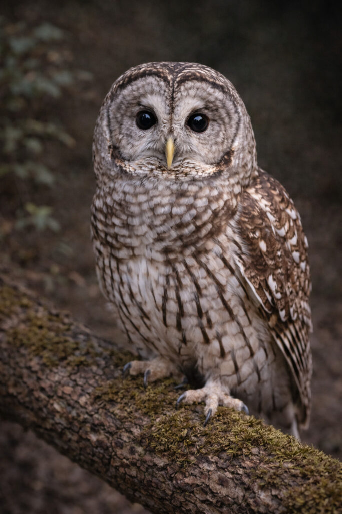 Barred Owl (Strix varia)