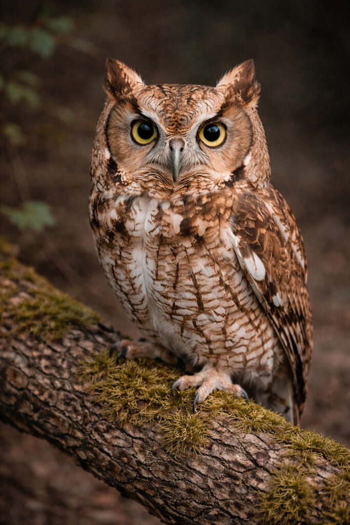 Eastern Screech-Owl (Megascops asio)