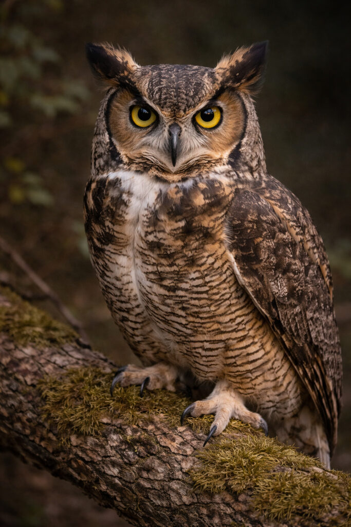 Great Horned Owl (Bubo virginianus)