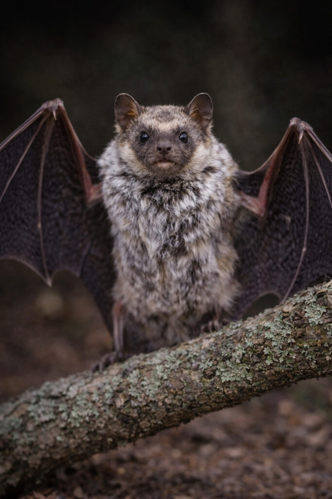 Hoary Bat (Lasiurus cinereus)