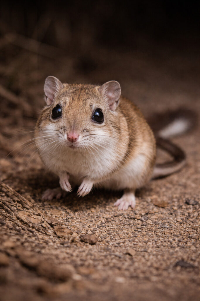 Kangaroo Rat (Dipodomys spp.)