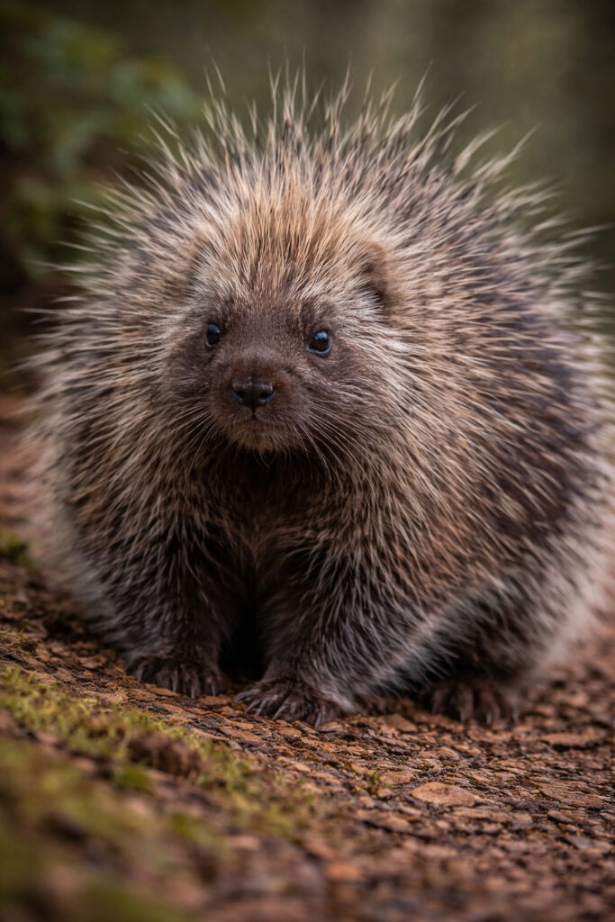 Porcupine (Erethizon dorsatum)