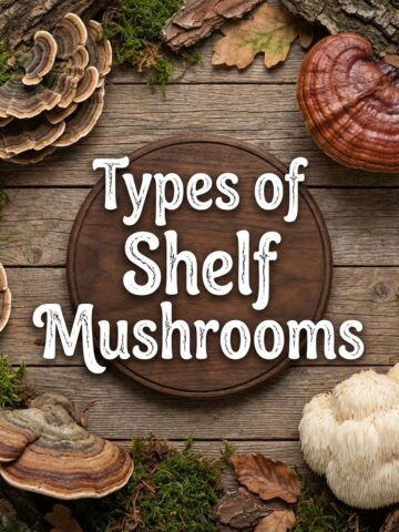 Types Of Shelf Mushrooms