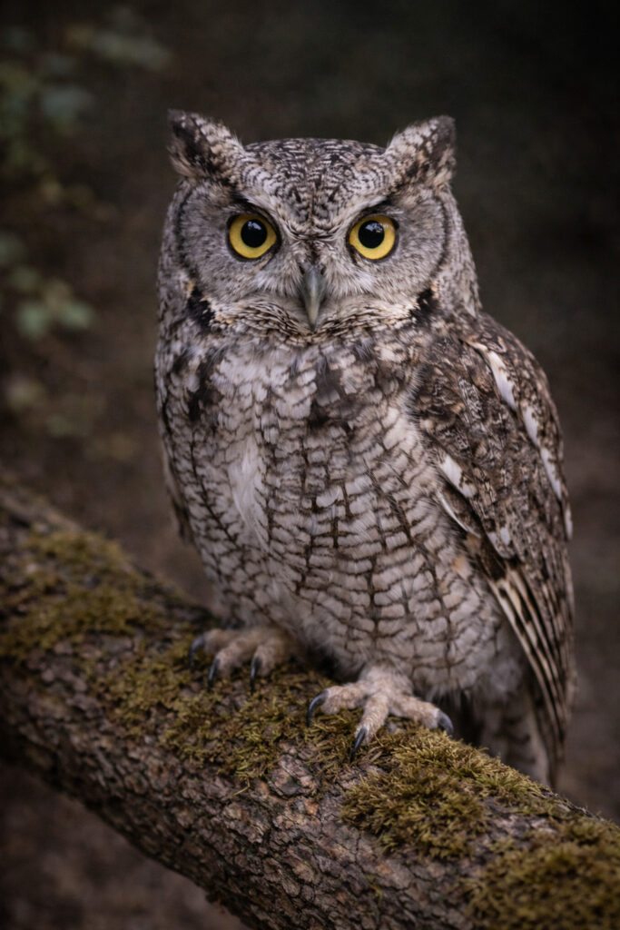 Western Screech-Owl (Megascops kennicottii)