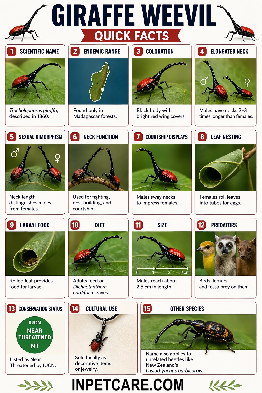 Giraffe Weevil Facts Infographic