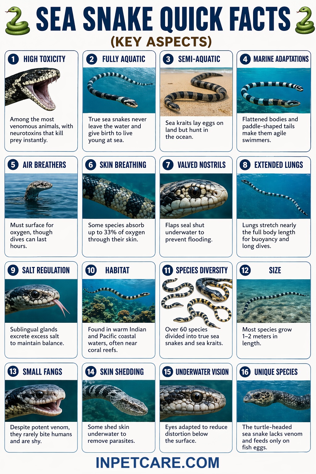 Sea Snakes Facts